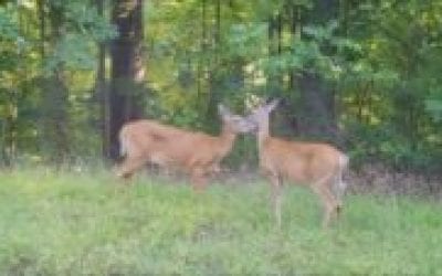 CWD Transmission: Sound Science vs. Bureaucrats
