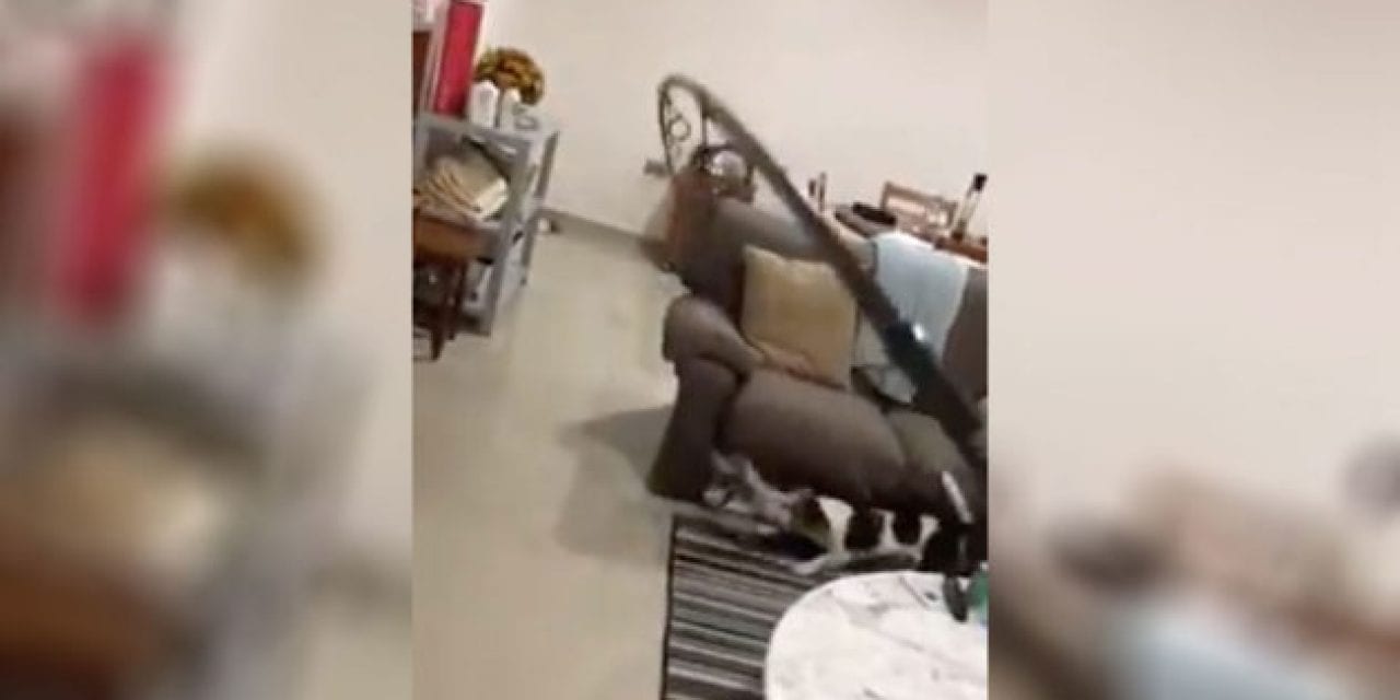 Dog Takes Bored Angler for a Ride Through the Living Room