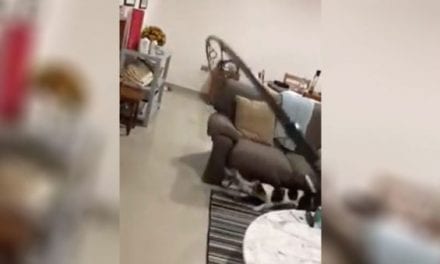 Dog Takes Bored Angler for a Ride Through the Living Room