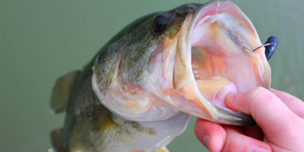 Early-Spring Bass Fishing Tips to Kickstart Your Year