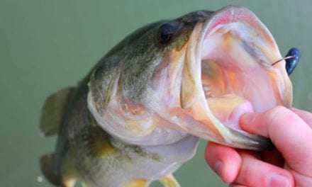 Early-Spring Bass Fishing Tips to Kickstart Your Year