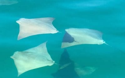 A Fever of Rays