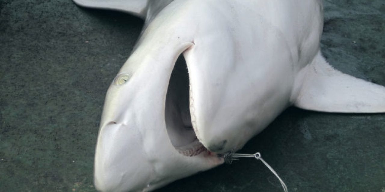 Florida Updates Shore-Based Shark Fishing Regulations