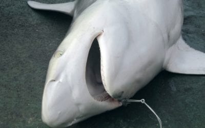 Florida Updates Shore-Based Shark Fishing Regulations