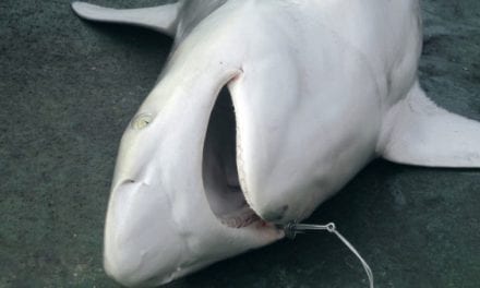 Florida Updates Shore-Based Shark Fishing Regulations