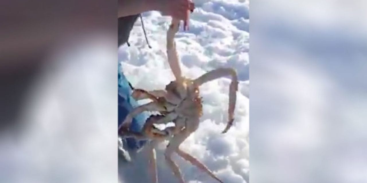 Ice Fishermen Pull Out Massive King Crabs