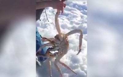 Ice Fishermen Pull Out Massive King Crabs