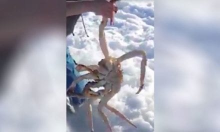 Ice Fishermen Pull Out Massive King Crabs