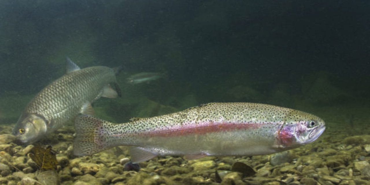 Idaho is Paying Anglers to Help Thin Out South Fork Rainbow Trout Population