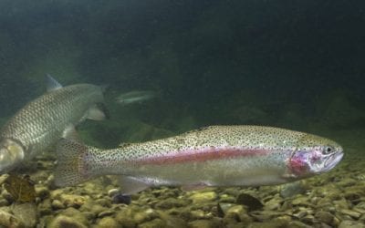 Idaho is Paying Anglers to Help Thin Out South Fork Rainbow Trout Population
