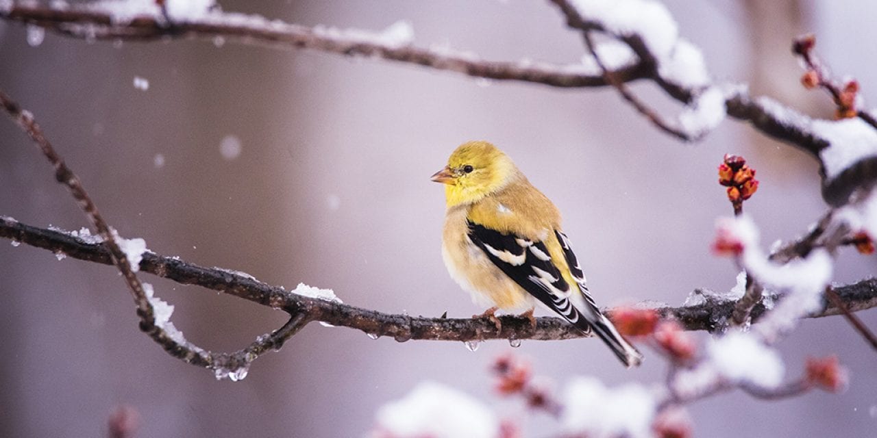 Last Frame: Goldfinch With Snow And Buds