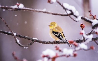 Last Frame: Goldfinch With Snow And Buds