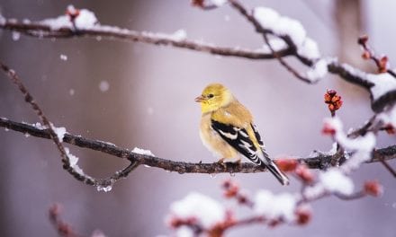 Last Frame: Goldfinch With Snow And Buds