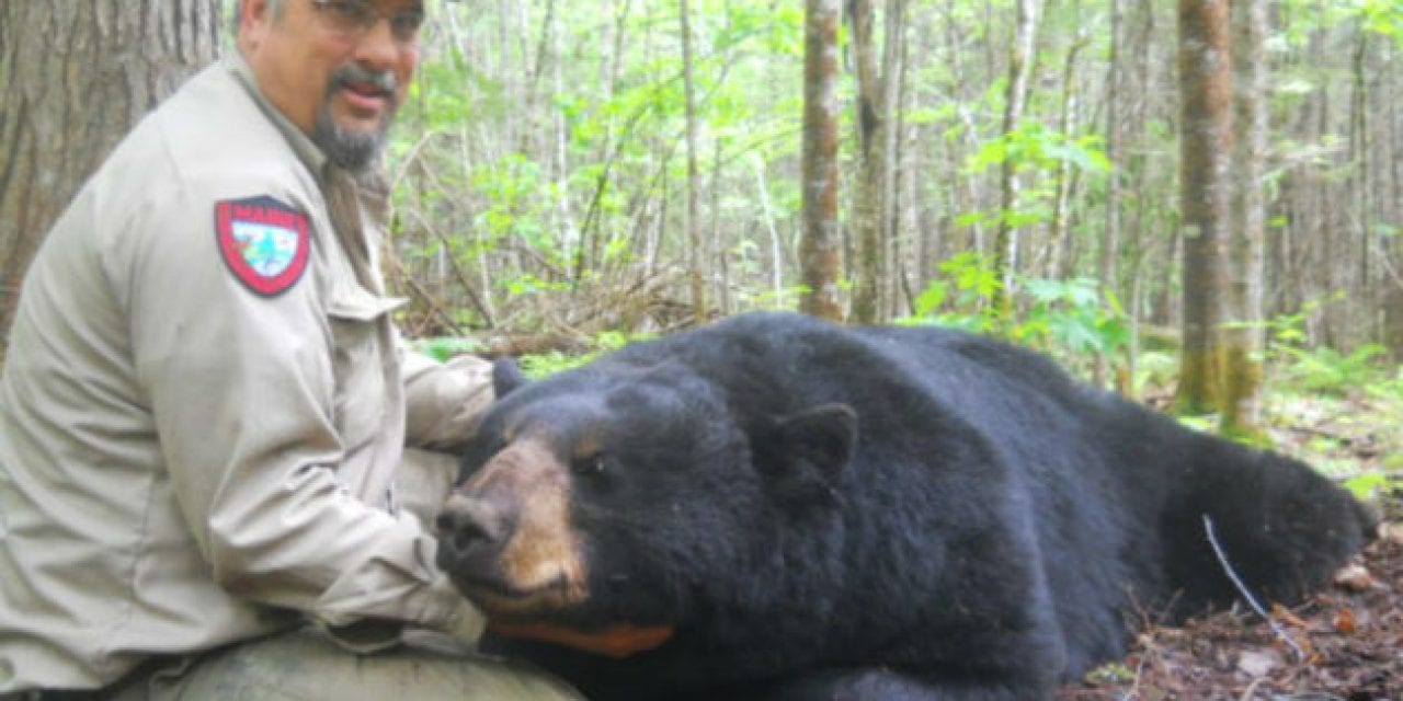 Maine Hunters Hoping to Reestablish Spring Bear Hunting Season