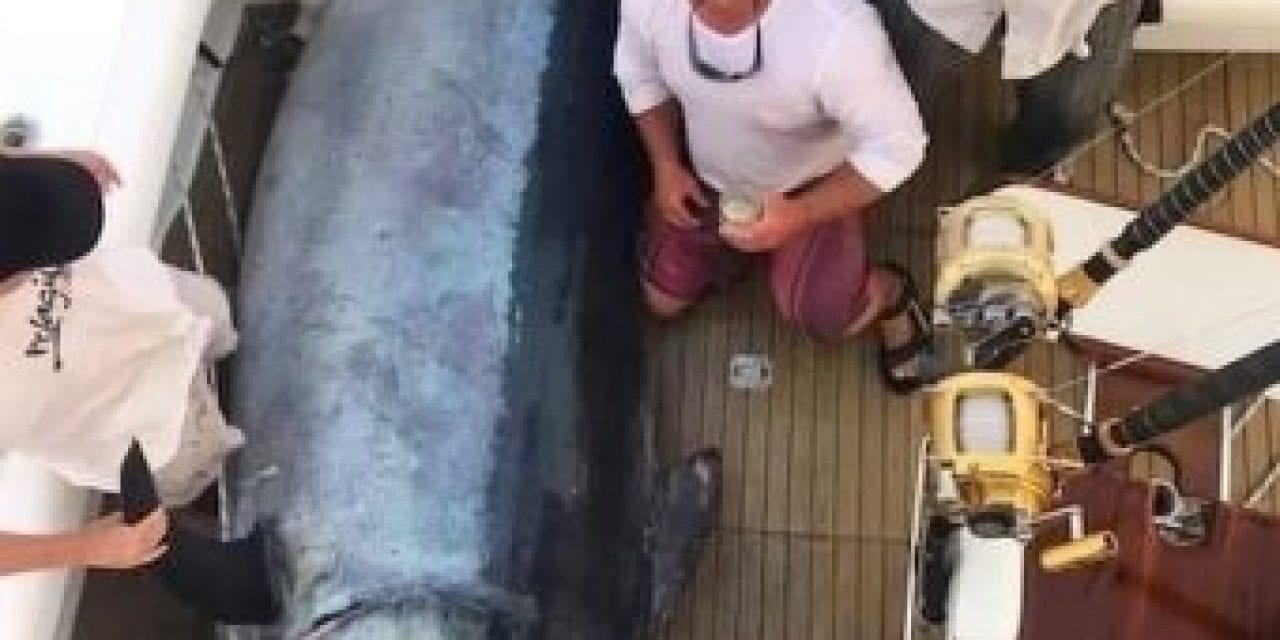 Massive 649kg Marlin’s Story