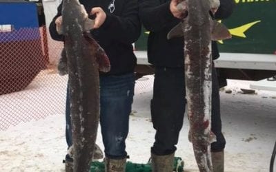 Michigan’s sturgeon season on Black Lake over in 78 minutes