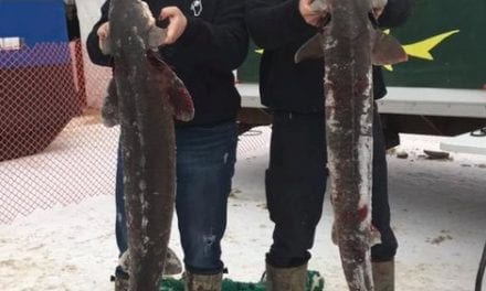 Michigan’s sturgeon season on Black Lake over in 78 minutes