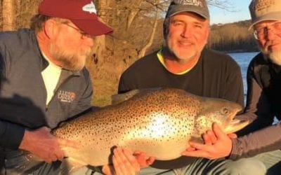Missouri Has A New Record Brown Trout For Sure – Beats Past Record By Pounds (Video Links)