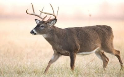 New Kansas Bill Would Allow Landowners to Sell Permits to Nonresident Hunters