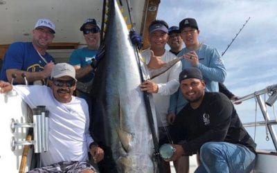New Record Maybe? Massive 450 Pound Yellowfin Boated