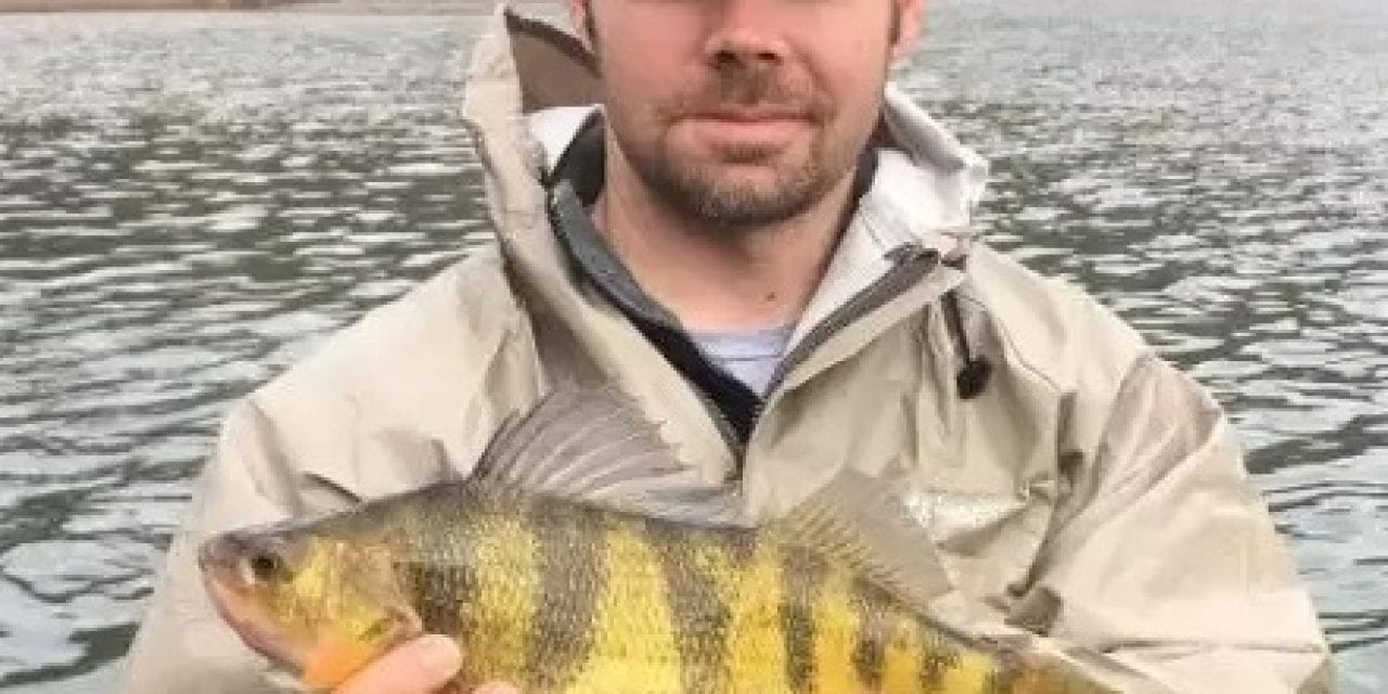 New West Virginia Record Yellow Perch