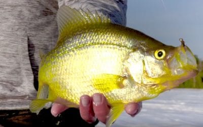 Panfish can’t resist hot new VMC Tungsten Fly Jig colors