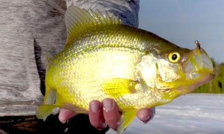 Panfish can’t resist hot new VMC Tungsten Fly Jig colors