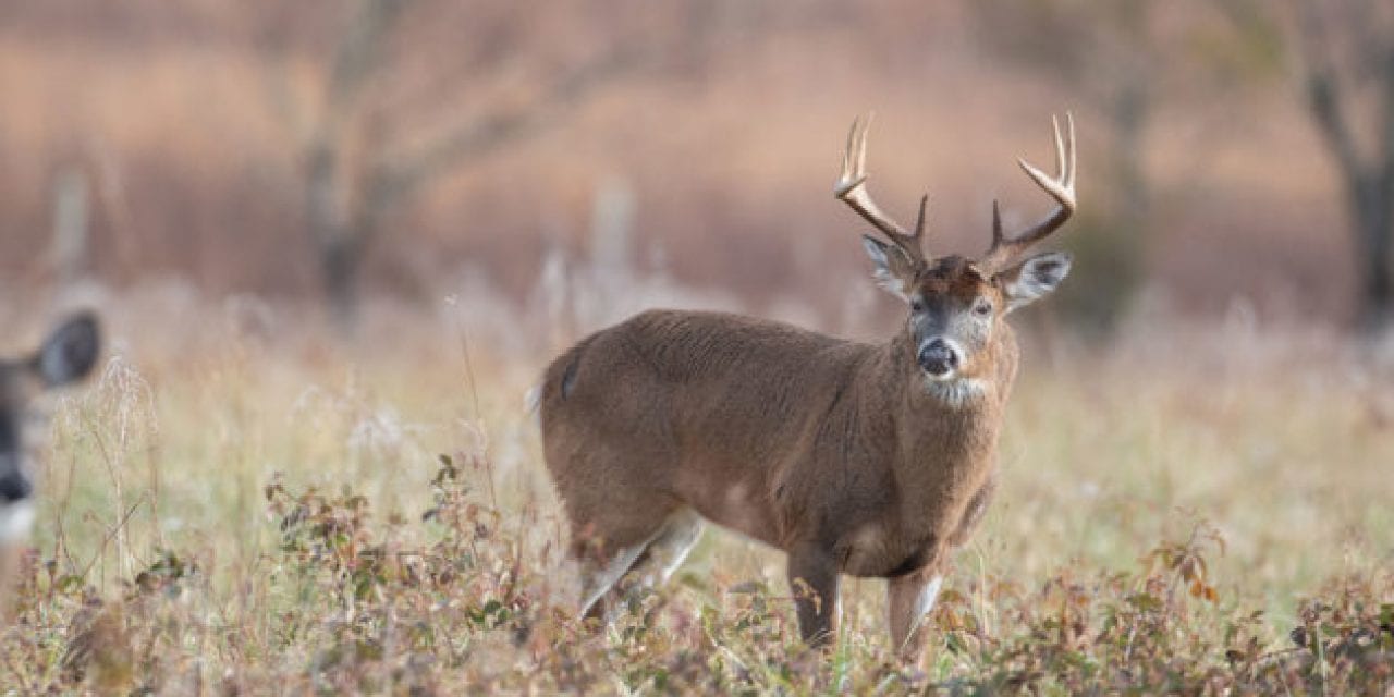 Pennsylvania Plans Large-Scale Cull in Desperate Attempt to Combat CWD