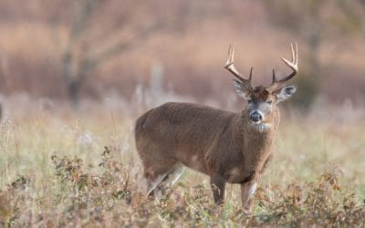Pennsylvania Plans Large-Scale Cull in Desperate Attempt to Combat CWD