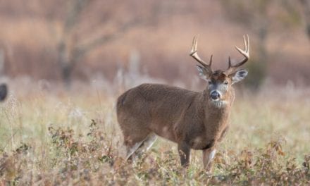 Pennsylvania Plans Large-Scale Cull in Desperate Attempt to Combat CWD