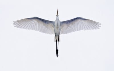 Photo Of The Day By Dolph McCranie