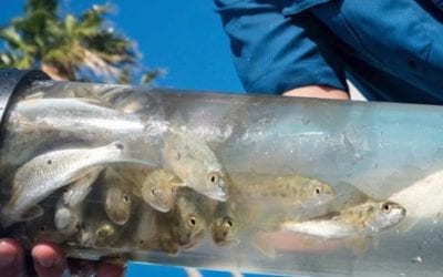 Red Tide Recovery Stock Enhancements Begin