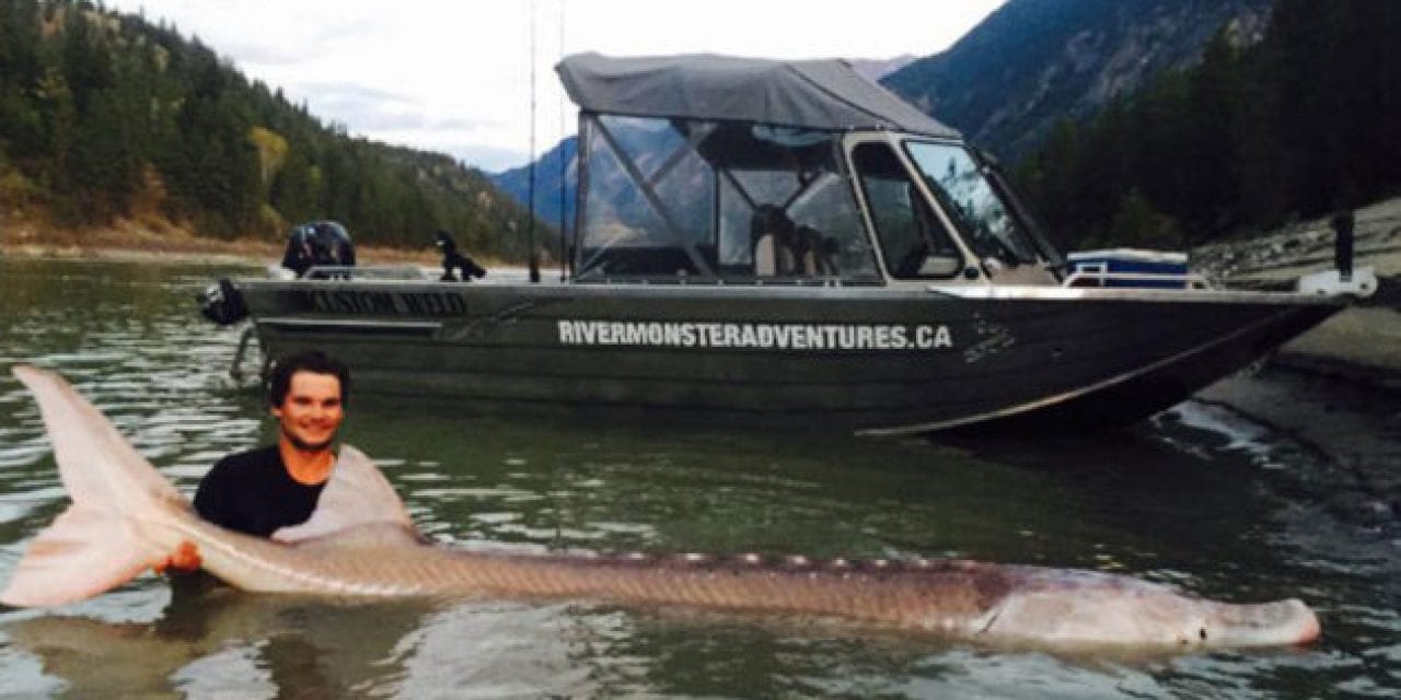 Remembering ‘Pig Nose,’ the 10-Foot, 700-Pound Sturgeon