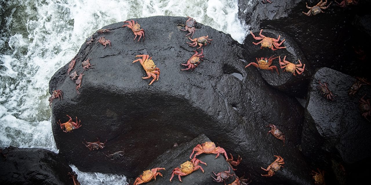 Sally Lightfoot Crabs