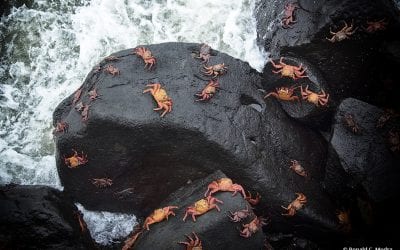 Sally Lightfoot Crabs