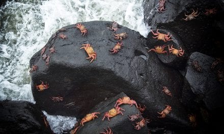 Sally Lightfoot Crabs