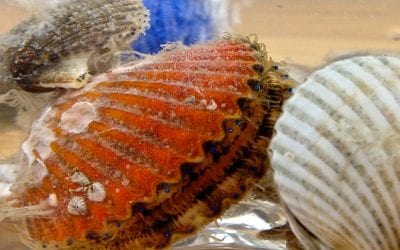 Sarasota Bay Watch Stocks Shellfish to Cut Harmful Algae Blooms