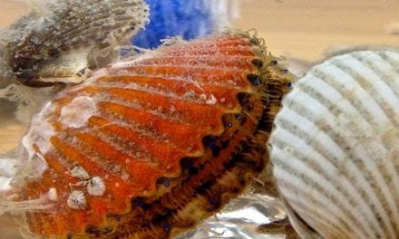 Sarasota Bay Watch Stocks Shellfish to Cut Harmful Algae Blooms