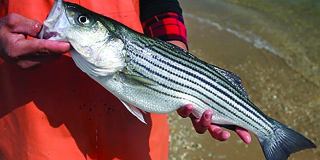 Search the Bay Journal site: Striped bass population in trouble, new study finds