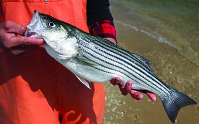 Search the Bay Journal site: Striped bass population in trouble, new study finds
