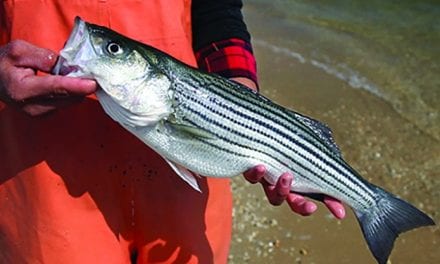 Search the Bay Journal site: Striped bass population in trouble, new study finds