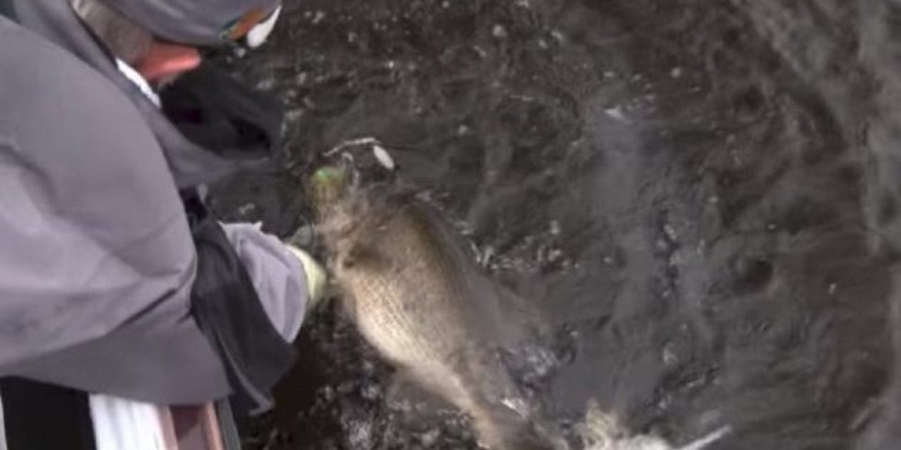 See Rick Clunn’s Win-Sealing 9-Pound, 11-Ounce Bass