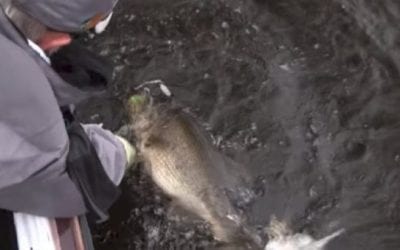 See Rick Clunn’s Win-Sealing 9-Pound, 11-Ounce Bass
