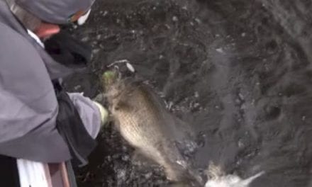 See Rick Clunn’s Win-Sealing 9-Pound, 11-Ounce Bass