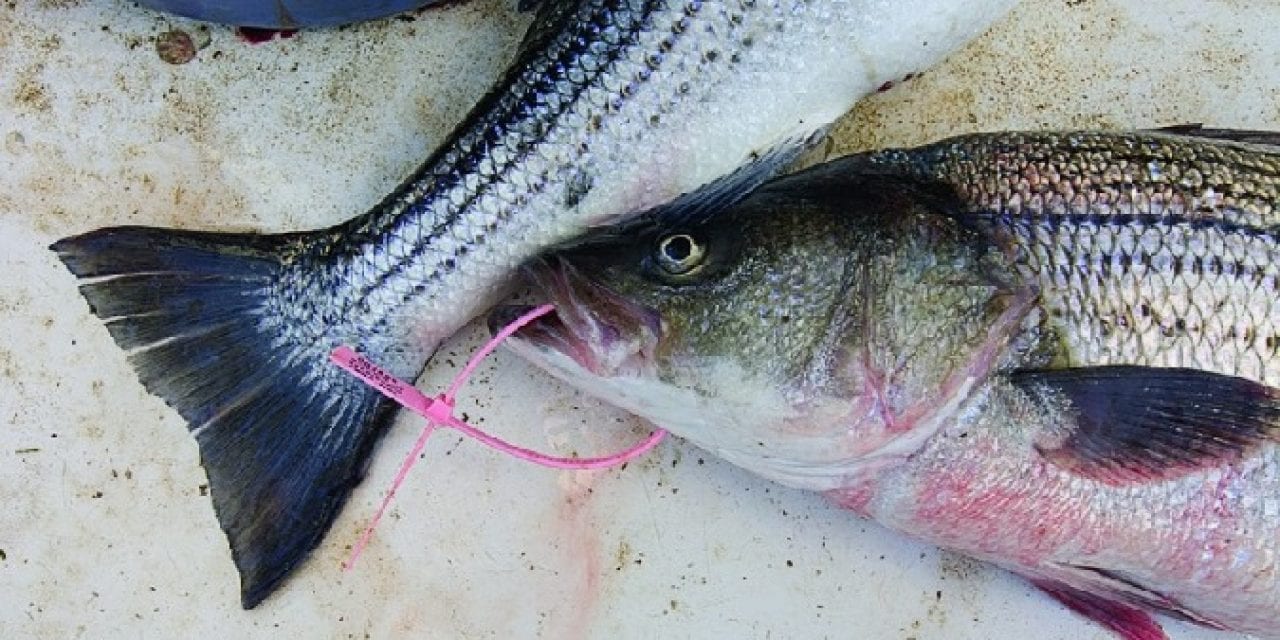 Striped Bass Still Threatened