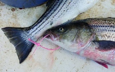 Striped Bass Still Threatened