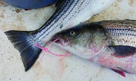 Striped Bass Still Threatened