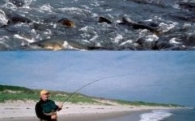 Stripers Forever Press Release 2018 Angling Season