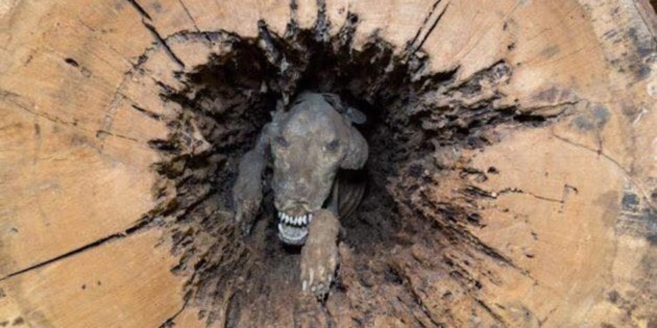 That One Time a Mummified Hunting Dog Was Found Inside a Hollow Tree