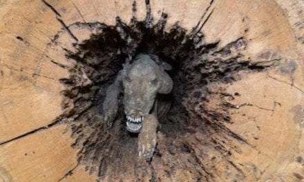 That One Time a Mummified Hunting Dog Was Found Inside a Hollow Tree